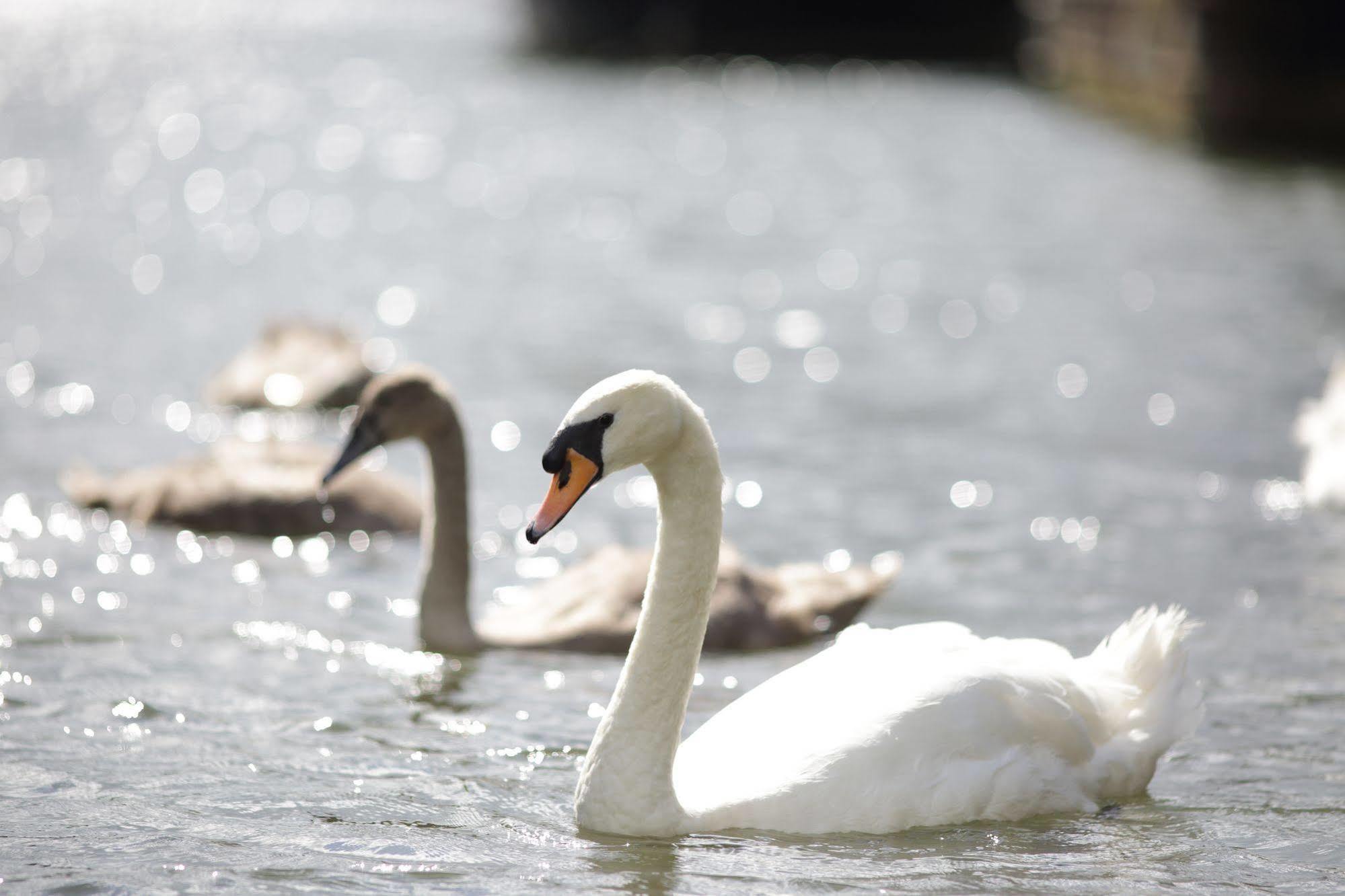The Runnymede On Thames (Adults Only) Hotell Egham Eksteriør bilde